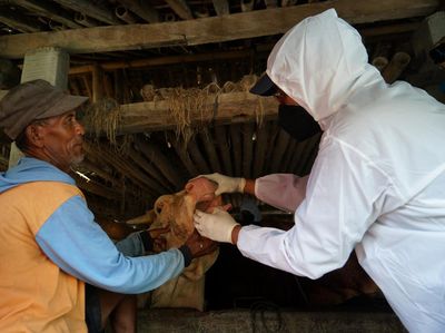 Berbaju Hazmat, Petugas Cek Kesehatan Sapi di Sleman