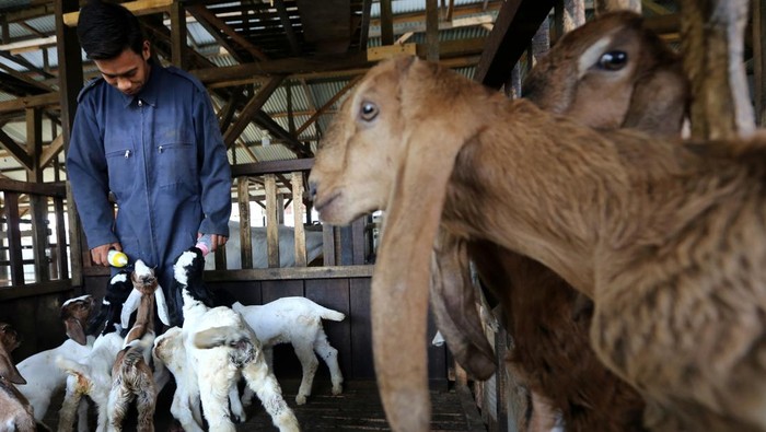 Petugas gabungan Puskeswan Sleman dan FKH UGM memeriksa kesehatan sapi di kandang sapi terpadu, Krebet, Bimomartani, Ngemplak, Sleman, Rabu (22/6/2022). Pemeriksaan tersebut guna mengantisipasi penyebaran virus Penyakit Mulut dan Kuku (PMK) pada hewan ternak. ANTARA FOTO/Andreas Fitri Atmoko/hp.