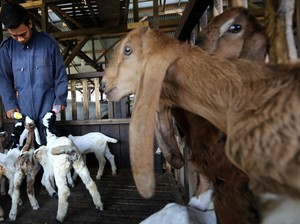 Stok Langka Jelang Idul Adha, Harga Hewan Kurban di Sleman Naik Segini