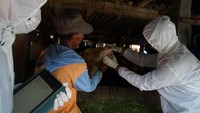 Petugas memeriksa kesehatan sapi di kandang sapi terpadu, Krebet, Bimomartani, Ngemplak, Sleman, Rabu (22/6/2022).   