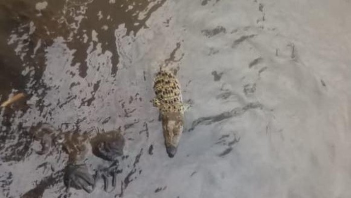 Buaya berkeliaran di Sungai Cisadane