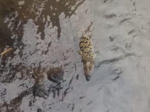 Buaya Berkeliaran di Sungai Cisadane, Warga Bogor yang Lihat Diminta Lapor