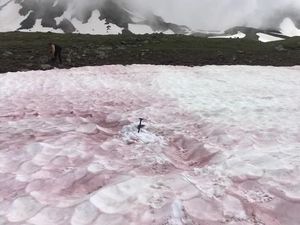 Video: Misteri Darah Salju di Alpen