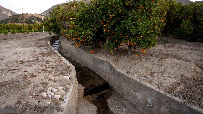 OJAI, CALIFORNIA - JUNE 21: An aerial view of cattle grazing amid drought conditions on June 21, 2022 near Ojai, California. According to the U.S. Drought Monitor, most of Ventura County is currently under extreme drought conditions. California is now in a third consecutive year of drought amid a climate-change fueled megadrought in the Southwestern United States. (Photo by Mario Tama/Getty Images