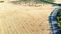 Tercatat, California mengalami kondisi paling kering, mirip kekeringan 90 tahun lalu, tepatnya pada tahun 1942.