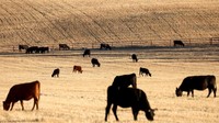 Sapi merumput di tengah kekeringan California. Dampaknya, sebanyak 6 juta penduduk California terpaksa harus menghemat air.
