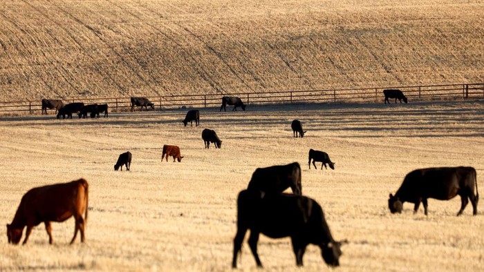 OJAI, CALIFORNIA - JUNE 21: An aerial view of cattle grazing amid drought conditions on June 21, 2022 near Ojai, California. According to the U.S. Drought Monitor, most of Ventura County is currently under extreme drought conditions. California is now in a third consecutive year of drought amid a climate-change fueled megadrought in the Southwestern United States. (Photo by Mario Tama/Getty Images