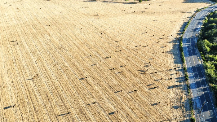 OJAI, CALIFORNIA - JUNE 21: An aerial view of cattle grazing amid drought conditions on June 21, 2022 near Ojai, California. According to the U.S. Drought Monitor, most of Ventura County is currently under extreme drought conditions. California is now in a third consecutive year of drought amid a climate-change fueled megadrought in the Southwestern United States. (Photo by Mario Tama/Getty Images