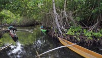 Hutan bakau tersebut menjadi sumber kehidupan bagi masyarakat setempat dan habitat bagi beragam fauna.  