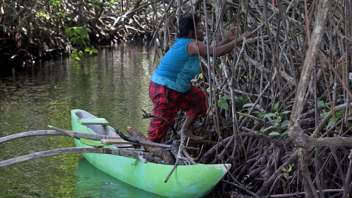 Warga Kampung Enggros mencari kayu bakau kering untuk bahan bakar di Hutan Bakau Perempuan, Teluk Youtefa, Jayapura, Papua, Selasa (21/6/2022). Hutan seluas delapan hektar yang hanya boleh dimasuki kaum perempuan menurut adat istiadat setempat tersebut menjadi sumber kehidupan bagi masyarakat setempat dan habitat bagi beragam fauna. ANTARA FOTO/Gusti Tanati/app/rwa.