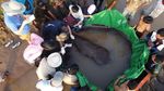 Potret Ikan Air Tawar Terbesar di Dunia