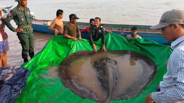 Potret Ikan Air Tawar Terbesar di Dunia