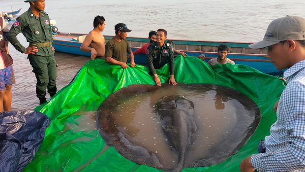 Ikan tawar terbesar di dunia, ikan pari dari Sungai Mekong Kamboja