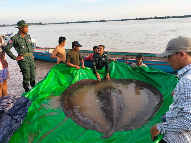 Potret Ikan Air Tawar Terbesar di Dunia