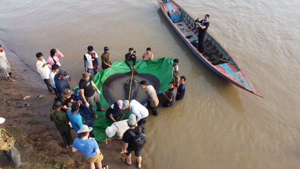 Temuan ini menggeser pemegang rekor sebelumnya, ikan lele raksasa Mekong seberat 293 kg yang ditangkap di Thailand pada tahun 2005. Namun, hingga kini tidak ada pencatatan resmi ikan air tawar terbesar di dunia.