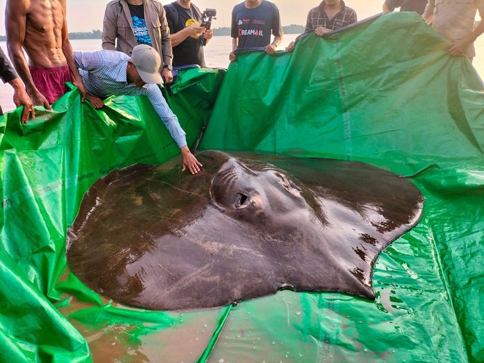 Ikan tawar terbesar di dunia, ikan pari dari Sungai Mekong Kamboja