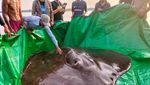 Potret Ikan Air Tawar Terbesar di Dunia