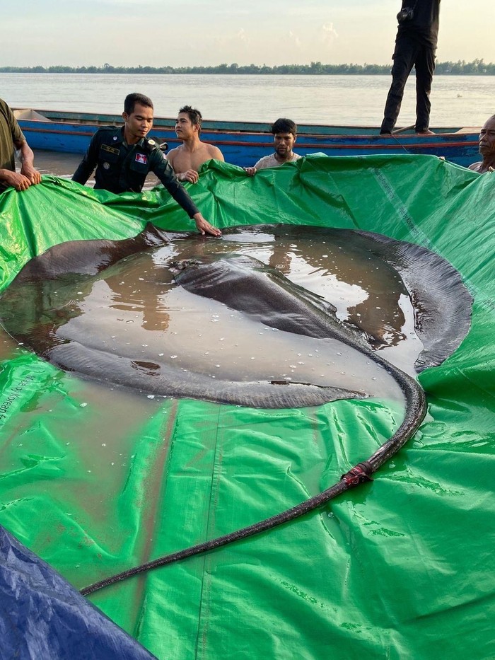 Ikan tawar terbesar di dunia, ikan pari dari Sungai Mekong Kamboja