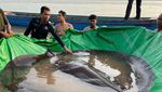 Potret Ikan Air Tawar Terbesar di Dunia