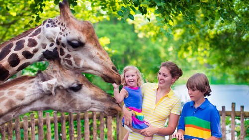 Happy family, young mother with two children, cute laughing toddler girl and a teen age boy feeding giraffe during a trip to a city zoo on a hot summer day