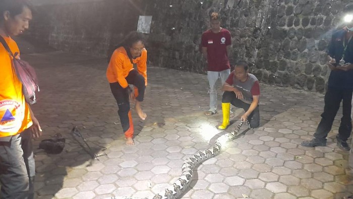 Sepasang ular piton ditemukan di jurang RSUD Pandan Arang Boyolali, Rabu (22/6/2022).