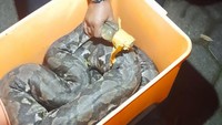 Tim lalu turun ke dasar jurang untuk menangkap kedua ular tersebut. Kemudian satu per satu ular piton tersebut dimasukkan ke karung plastik dan dievakuasi ke  BPBD Boyolali. Foto: dok BPBD Boyolali 