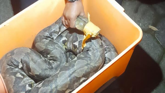 Sepasang ular piton ditemukan di jurang RSUD Pandan Arang Boyolali, Rabu (22/6/2022).