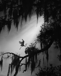 Siena Creative Photo Awards