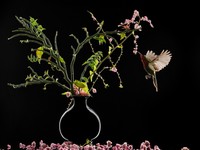 Siena Creative Photo Awards