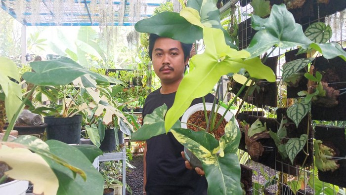 Tanaman hias jenis Thaumatophyllum Angela Variegata yang per lembar daunnya capai puluhan juta rupiah.