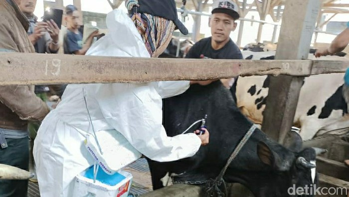 vaksin pmk di malang