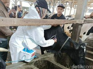 75.500 Vaksin Darurat PMK Bakal Tiba di Jateng Sore Ini