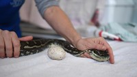 Mengutip Getty Images, ular itu menelan telur keramik secara tidak sengaja karena mengira benda itu merupakan telur ayam asli.