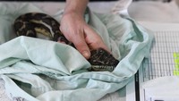 Sebagai informasi, rumah sakit hewan tersebut didirikan dengan menyediakan perawatan hewan penuh waktu untuk satwa liar yang terluka dan sakit.