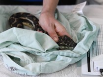 8 Titik yang Sering Dipakai Ular Menyelinap ke Dalam Rumah