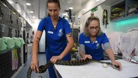 Seorang dokter bersama perawat memegang ular piton yang baru saja melakukan endoskopi untuk mengeluarkan telur keramik dari dalam tubuhnya di Byron Bay Wildlife Hospital, Rabu (22/6/2022).