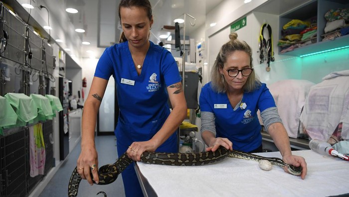 Waduh, Ular Piton di Australia Masuk RS Gegara Makan Telur Keramik Seekor ular piton dilarikan ke rumah sakit satwa liar di Australia. Pasalnya, ular itu memakan telur keramik yang dikira telur ayam asli. Begini kondisinya.