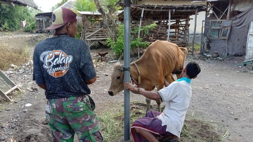 Warga obati sapi yang terpapar penyakit kuku dan mulut (PMK) secara mandiri di Lombok Tengah, NTB.