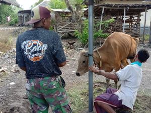 PMK di Lombok Tembus 38.790 Kasus, 157 Sapi Dipotong Paksa