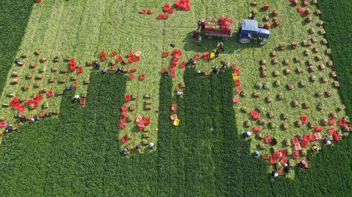 1389301541 MENGCHENG, CHINA - APRIL 03: Aerial view of farmers harvesting spinach in a field on April 3, 2022 in Mengcheng County, Bozhou City, Anhui Province of China. (Photo by Hu Weiguo/VCG via Getty Images)
