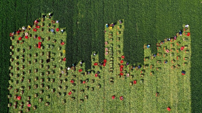 1389301541 MENGCHENG, CHINA - APRIL 03: Aerial view of farmers harvesting spinach in a field on April 3, 2022 in Mengcheng County, Bozhou City, Anhui Province of China. (Photo by Hu Weiguo/VCG via Getty Images)