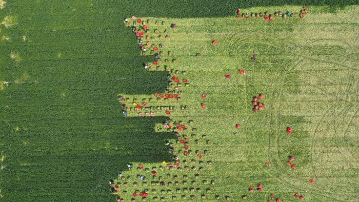 MENGCHENG, CHINA - APRIL 03: Aerial view of farmers harvesting spinach in a field on April 3, 2022 in Mengcheng County, Bozhou City, Anhui Province of China. (Photo by Hu Weiguo/VCG via Getty Images)