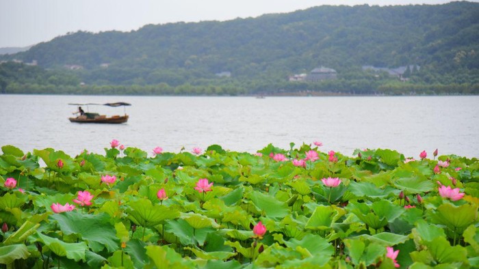 HANGZHOU, CHINA - JUNE 22: Tourists visit Jixian Pavilion behind blooming lotus flowers at the West Lake Scenic Area on June 22, 2022 in Hangzhou, Zhejiang Province of China. (Photo by Lian Guoqing/VCG via Getty Images)