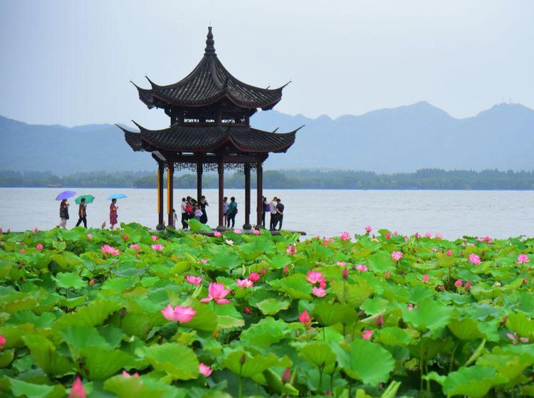 Indahnya Lansekap Teratai yang Bermekaran di Paviliun Jixian