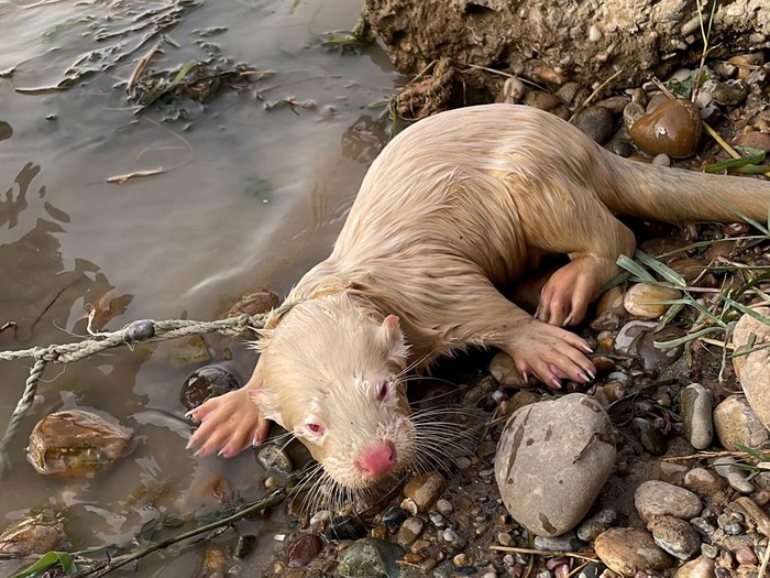 A rare albino Eurasian Otter is pictured after being found by a fisherman in Iraqs Tigris River, in the Balad District, Iraq June 16, 2022. Picture taken June 16, 2022.  Media Office of Iraqi Green Climate Organisation/Handout via REUTERS ATTENTION EDITORS - THIS IMAGE WAS PROVIDED BY A THIRD PARTY. MANDATORY CREDIT