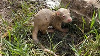 Adalah Nassr Latif seorang nelayan di Balad, Irak, yang menemukan hewan langka itu. Eurasia Albino itu masuk ke dalam jaring nelayan bersama ikan tangkapannya di Sungai Tigris.
