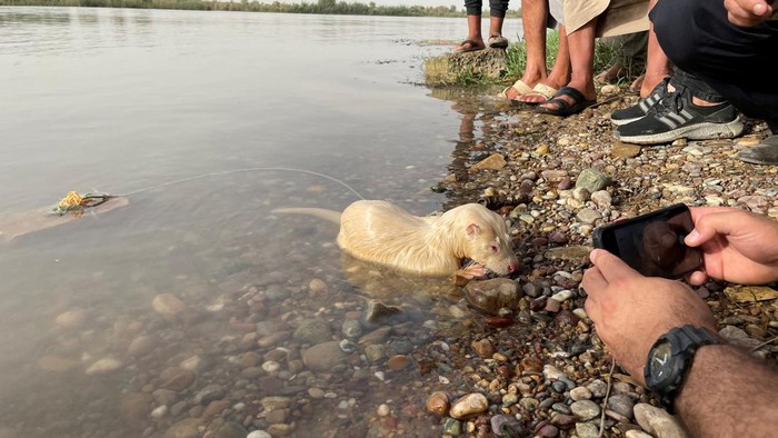 A rare albino Eurasian Otter is pictured after being found by a fisherman in Iraq's Tigris River, in the Balad District, Iraq June 16, 2022. Picture taken June 16, 2022.  Media Office of Iraqi Green Climate Organisation/Handout via REUTERS ATTENTION EDITORS - THIS IMAGE WAS PROVIDED BY A THIRD PARTY. MANDATORY CREDIT