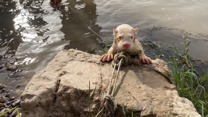 A rare albino Eurasian Otter is pictured after being found by a fisherman in Iraq's Tigris River, in the Balad District, Iraq June 16, 2022. Picture taken June 16, 2022.  Media Office of Iraqi Green Climate Organisation/Handout via REUTERS ATTENTION EDITORS - THIS IMAGE WAS PROVIDED BY A THIRD PARTY. MANDATORY CREDIT