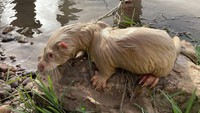 Berang-berang albino tersebut ditaruh Latif di dalam sebuah kandang di tepi sungai. Namun, para ahli khawatir hewan itu bisa ditangkap orang lain jika dilepaskan begitu saja.