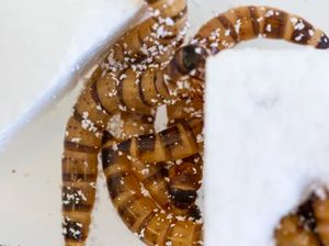 Hewan Aneh! Cacing Kok Doyan Makan Plastik